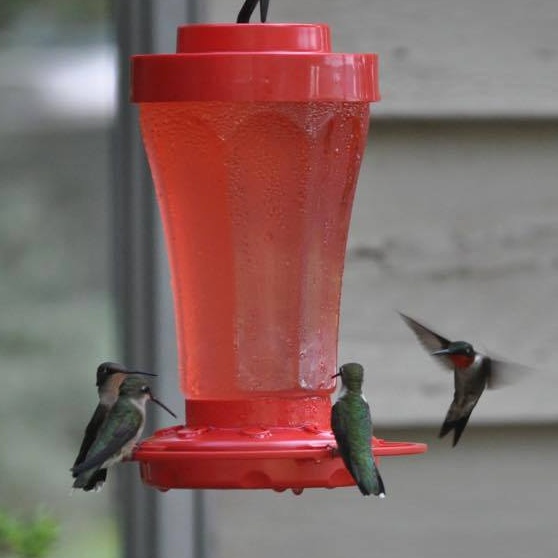 HHC_Hummingbirds_At_Feeder_Cropped.jpeg
