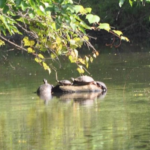 HHC_Turtles_In_Pond_Cropped.jpeg